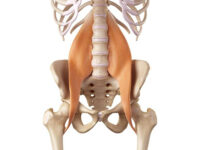 Formation dysfonctions de l’ilio-psoas et leurs traitements